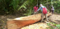 Mitten im Regenwald werden  Bäume gefällt und daraus die traditionellen Boote herausgeschlagen.