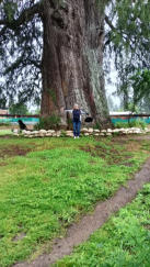 Die riesige Zypresse, die vor dem Haupttempel steht, gilt als ältester und vielleicht größter Baum Bhutans. 