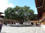 Der Baum der Erleuchtung im Hof des Punakha Dzong