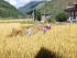 Reisernte im Dorf Teoprongchu.
