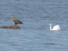 Seeadler und Schwan in der Lagune von Haapsalu.