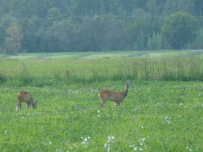 .. der Elch hat sich nicht gezeigt, aber ...