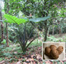 Taro - eine bedeutene Nutzpflanze - Genutzt werden vorwiegend die stärkehaltigen Rhizome der Pflanze.