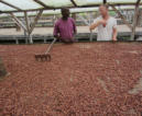 Kakaotrocknung in der Kooperative Cecab.