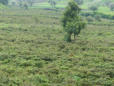 Große Felder mit dem Kathstrauch. Das kauen der Blätter ist in Äthiopien seit jeher ein alltägliches Rauschzeremoniell.