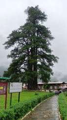 Die riesige Zypresse, die vor dem Haupttempel steht, gilt als ältester und vielleicht größter Baum Bhutans. 