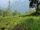 Rund um Darjeeling gibt es Teeplantagen.
