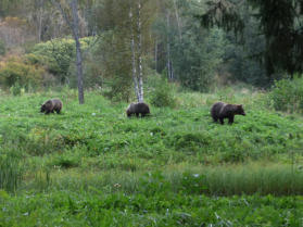 Auf Bear-Watching - Estland 2024