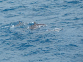 Delfine begleiten uns bei der Ausfahrt aus Papeéte